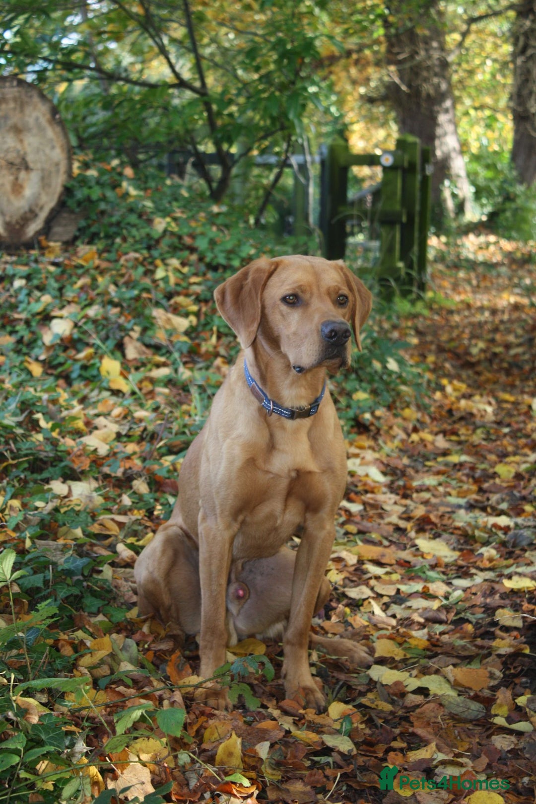 Labrador Retriever dogs for stud: 3 year old Fox Red Labrador Stud KC Registered  in Henley-on-Thames - Image 2