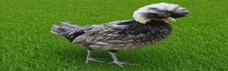 Chickens poultry for sale: POL HENS, CHICKS, QUAIL and DUCKS AVAILABLE  - Advert 11