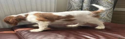Cavalier King Charles Spaniel dogs for sale: Very active and super sweet boy is ready to go - Advert 3