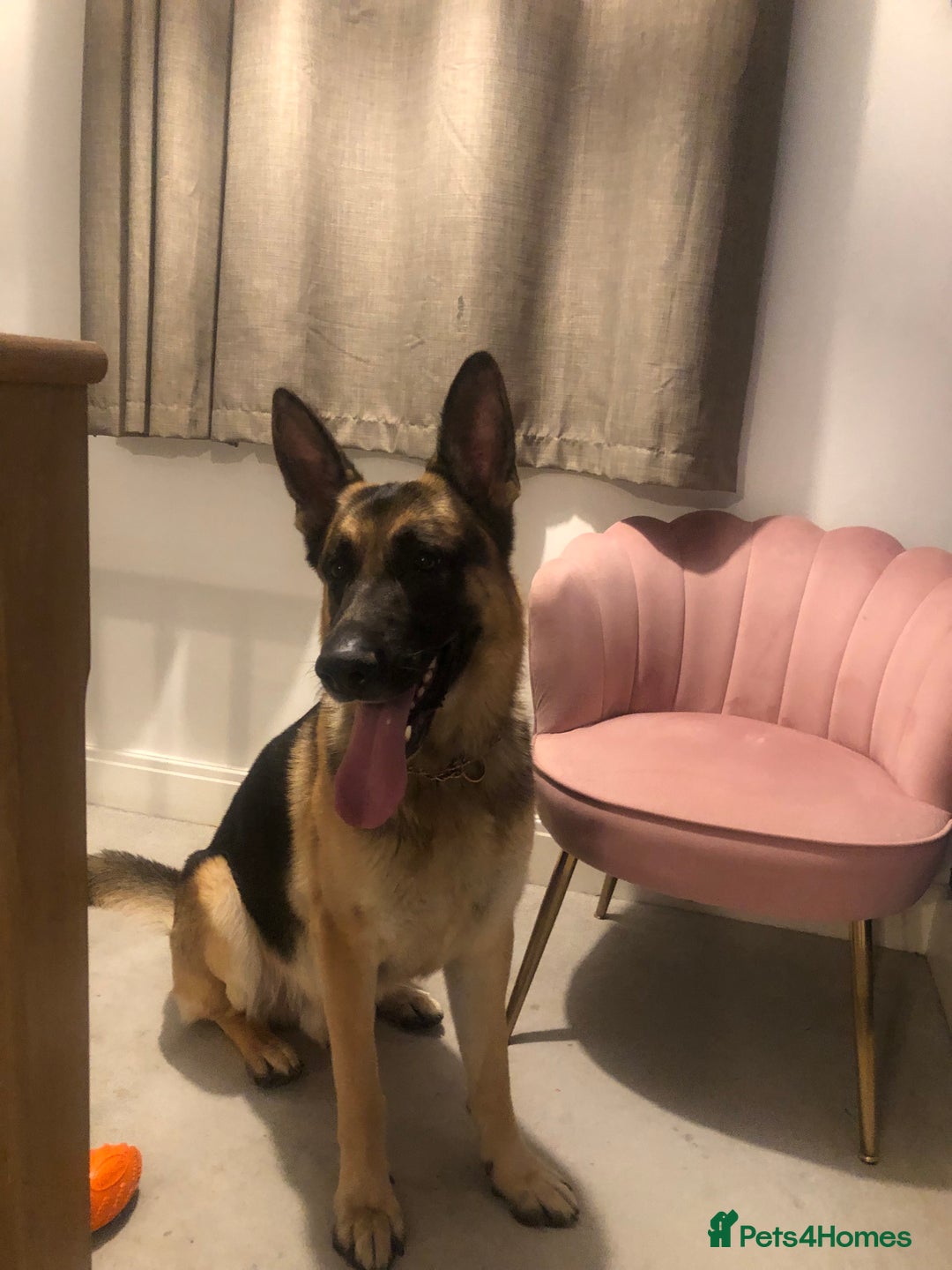German Shepherd dogs for sale: German Shepherd Boy  - Image 2