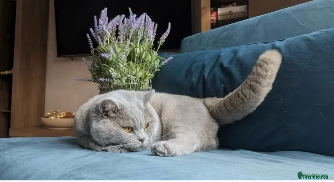 British Shorthair cats for stud: Outstanding champion lilac stud  - Advert 2