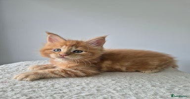 Maine Coon cats - Advert 5