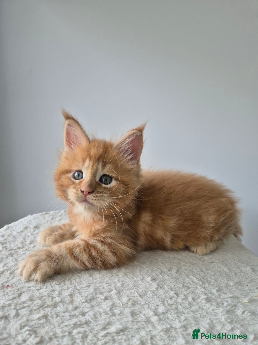 Maine Coon cats for sale: TICA - Maine Coon – 5 Boys Looking for Loving Home - Image 2