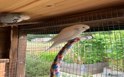 Budgerigars birds for sale: Young & Adult Budgies For Sale - Image 4