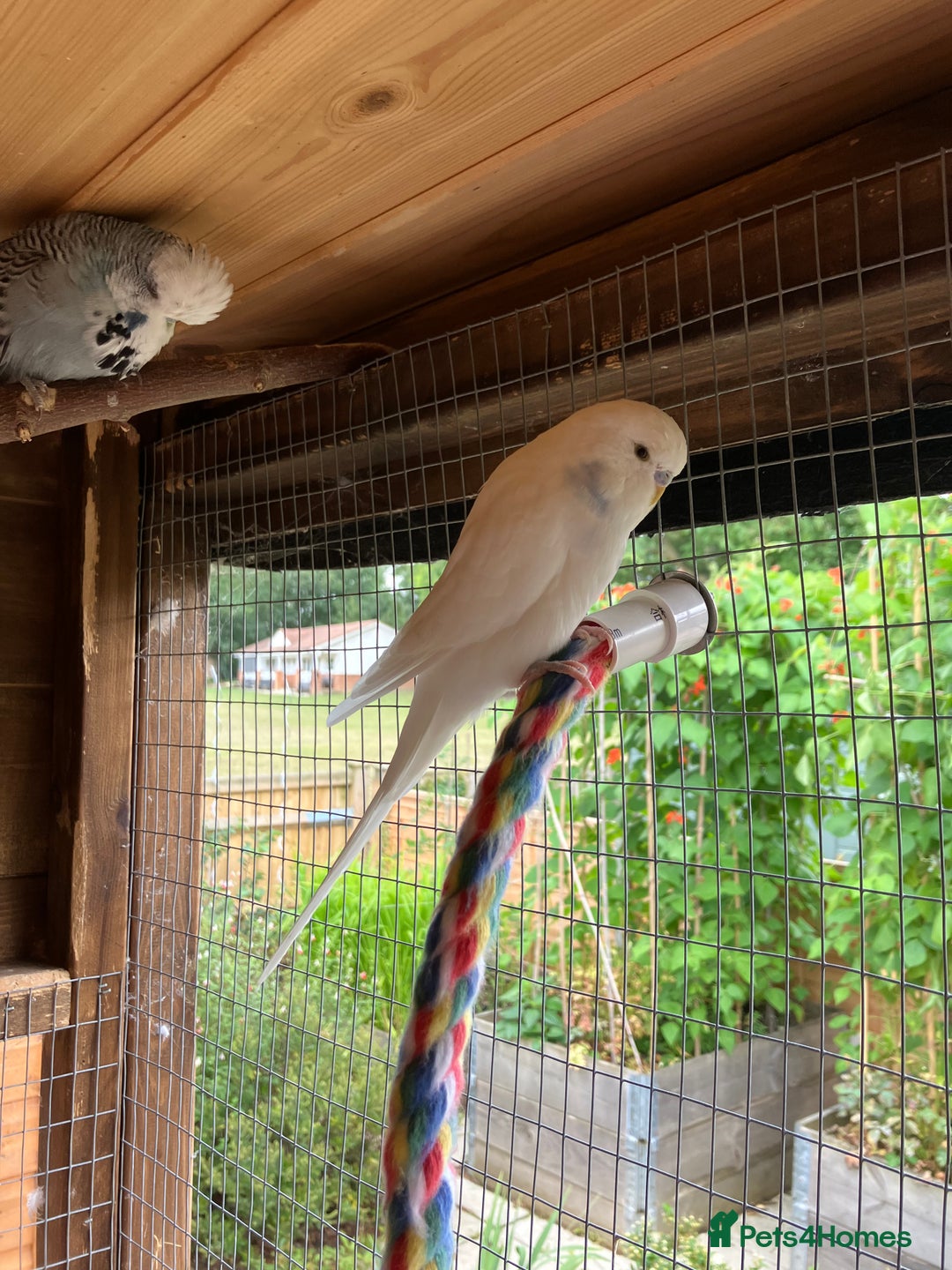 Budgerigars birds for sale: Young & Adult Budgies For Sale - Image 4