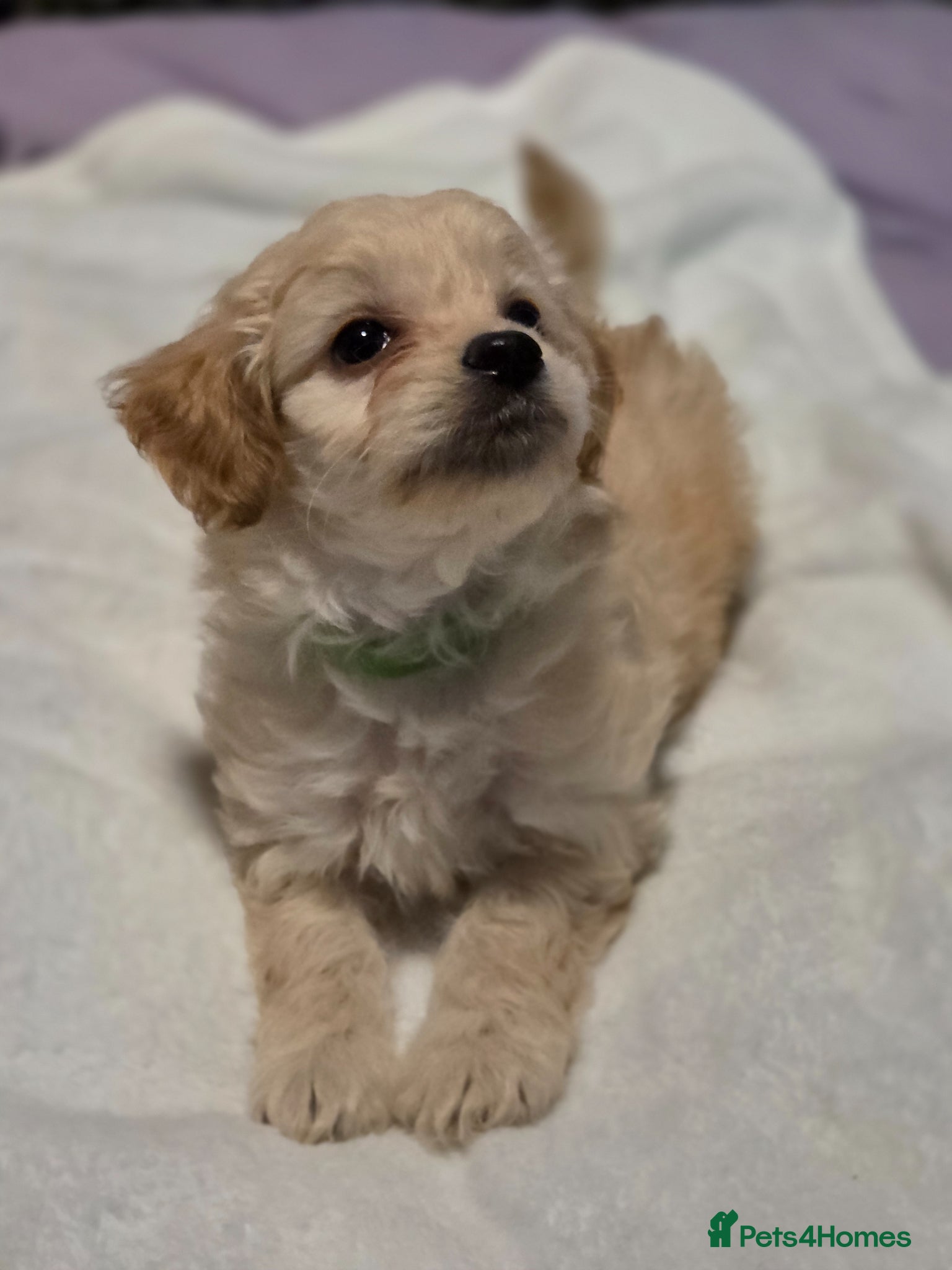 Chipoo dogs for sale:  Chihuahua x miniature poodles  in Leicester - Advert 12