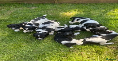 English Springer Spaniel dogs - Advert 1