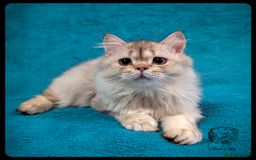 Scottish Fold cats for sale: TICA Registered Scottish kittens - Image 36