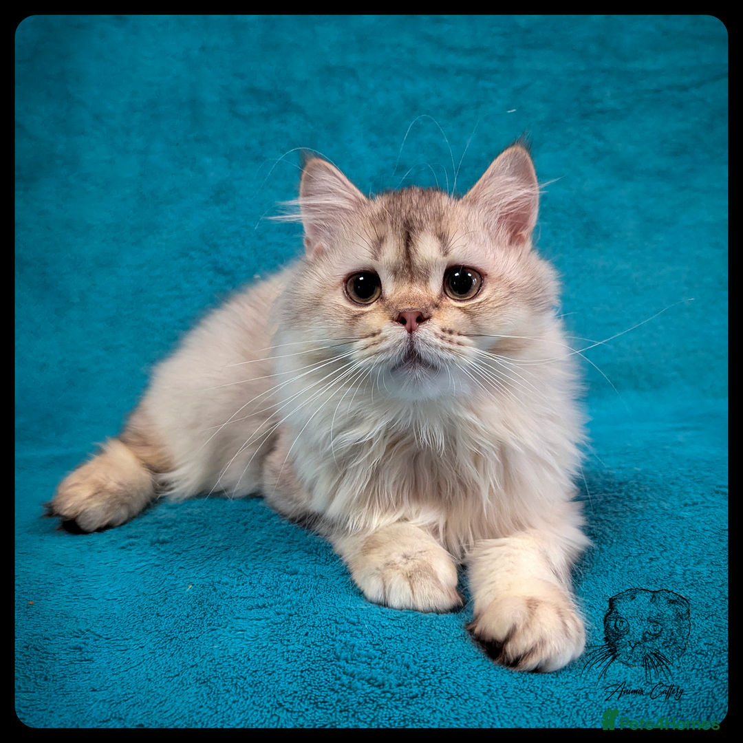Scottish Fold cats for sale: TICA Registered Scottish kittens - Image 36