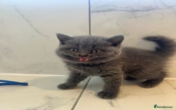 British Shorthair cats for sale: British shorthair kittens  - Image 10