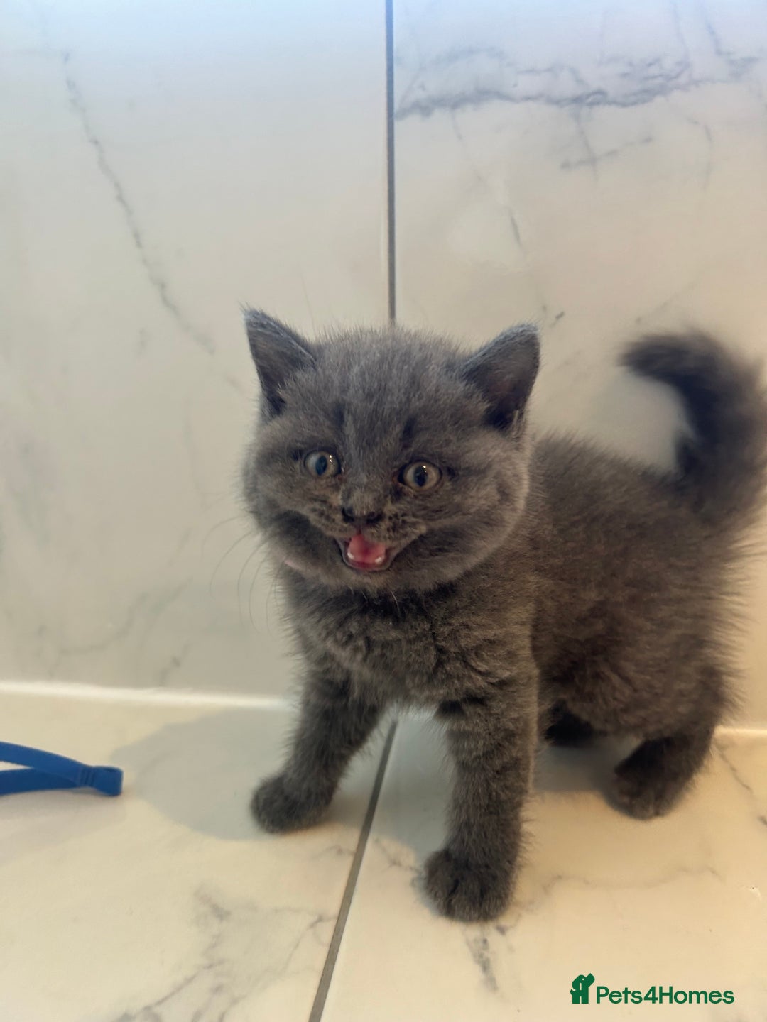 British Shorthair cats for sale: British shorthair kittens  - Image 10