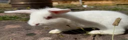 Mixed Breed rabbits for sale: 3 rabbits for sale - 2 albino/white 1 mixed - Advert 5