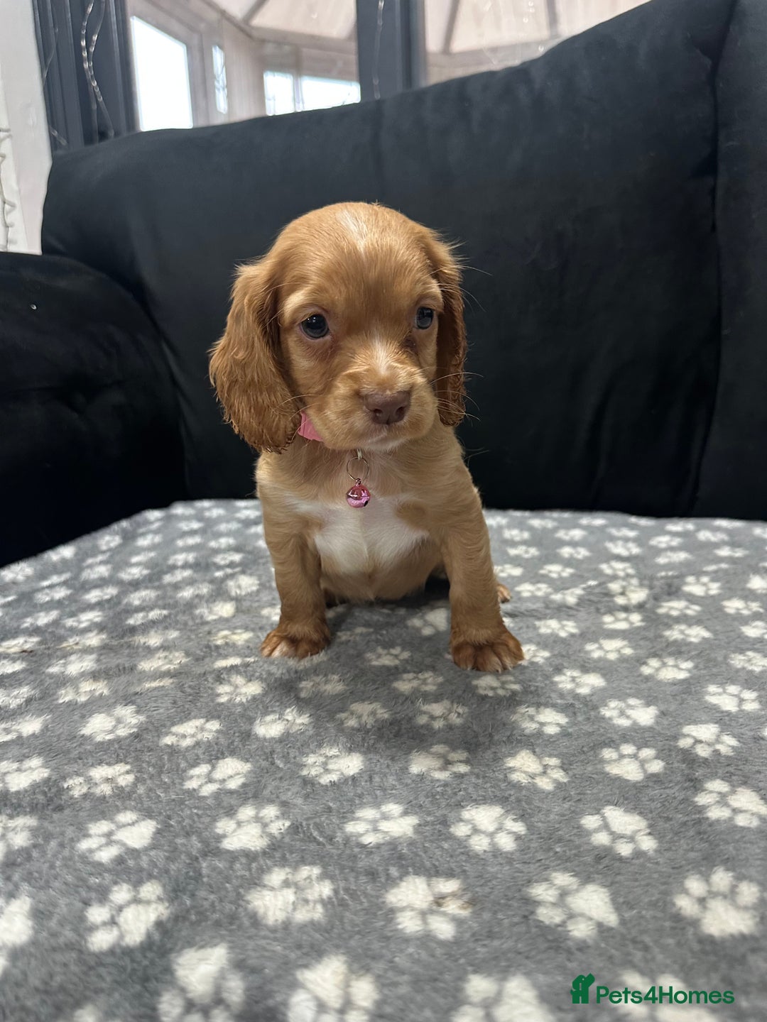 Cocker Spaniel dogs for sale: 3 beautiful cocker spaniel puppies left  - Advert 28