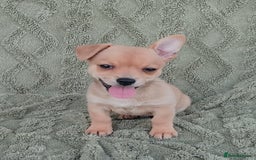 Chiweenie dogs for sale: Chiweenie - Image 4