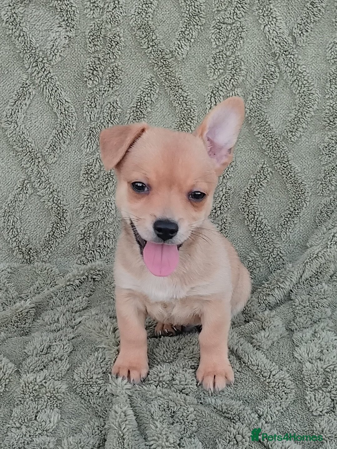 Chiweenie dogs for sale: Chiweenie - Image 4