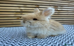 Angora rabbits for sale: Full Face English Angora’s  - Image 14