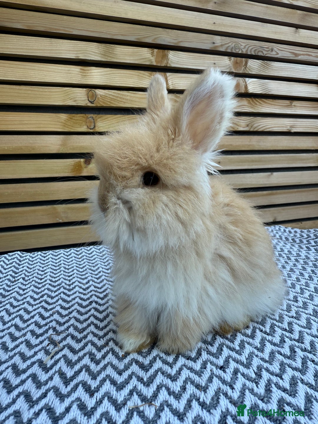 Angora rabbits for sale: Full Face English Angora’s  - Image 14