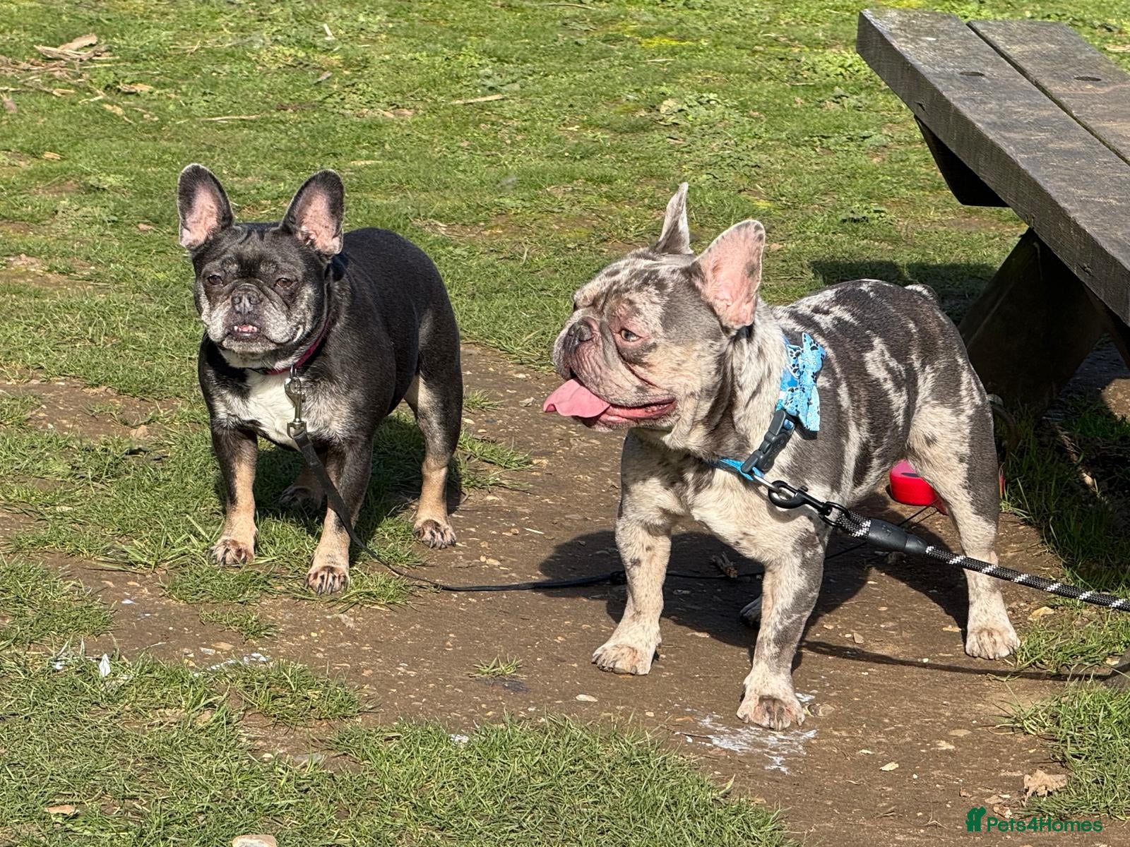 French Bulldog dogs for stud: Dog for stud  - Advert 6