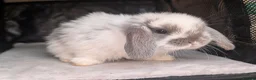 Mini Lop rabbits for sale: Beautiful litter of Mini lop bunnies  - Advert 2