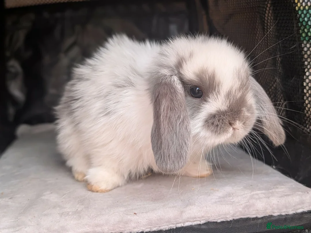 Mini Lop rabbits for sale: Beautiful litter of Mini lop bunnies  - Advert 2