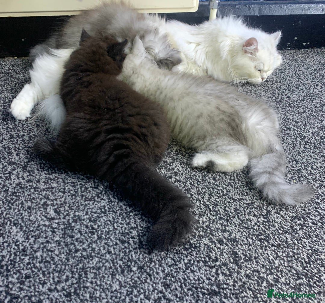 Mixed Breed cats for sale: Mixed breed kitten  - Image 9