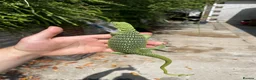Monitor reptiles for sale: Varanus Reisengeri PAIR (Yellow Tree Monitors) - Advert 8
