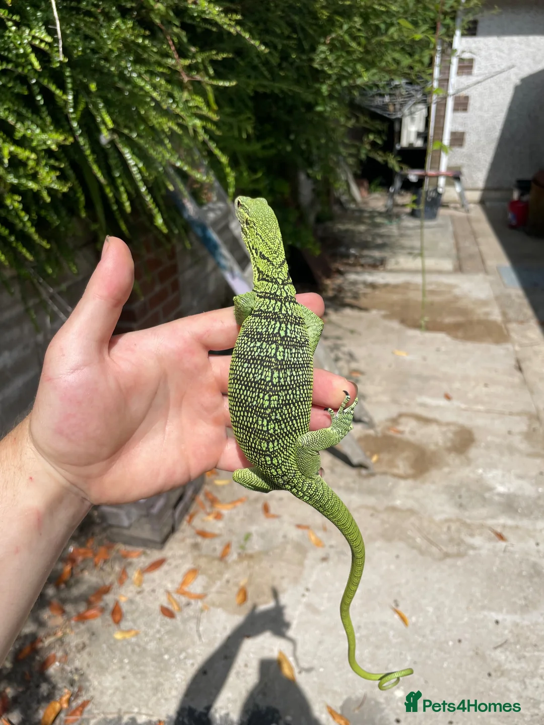 Monitor reptiles for sale: Varanus Reisengeri PAIR (Yellow Tree Monitors) - Advert 8