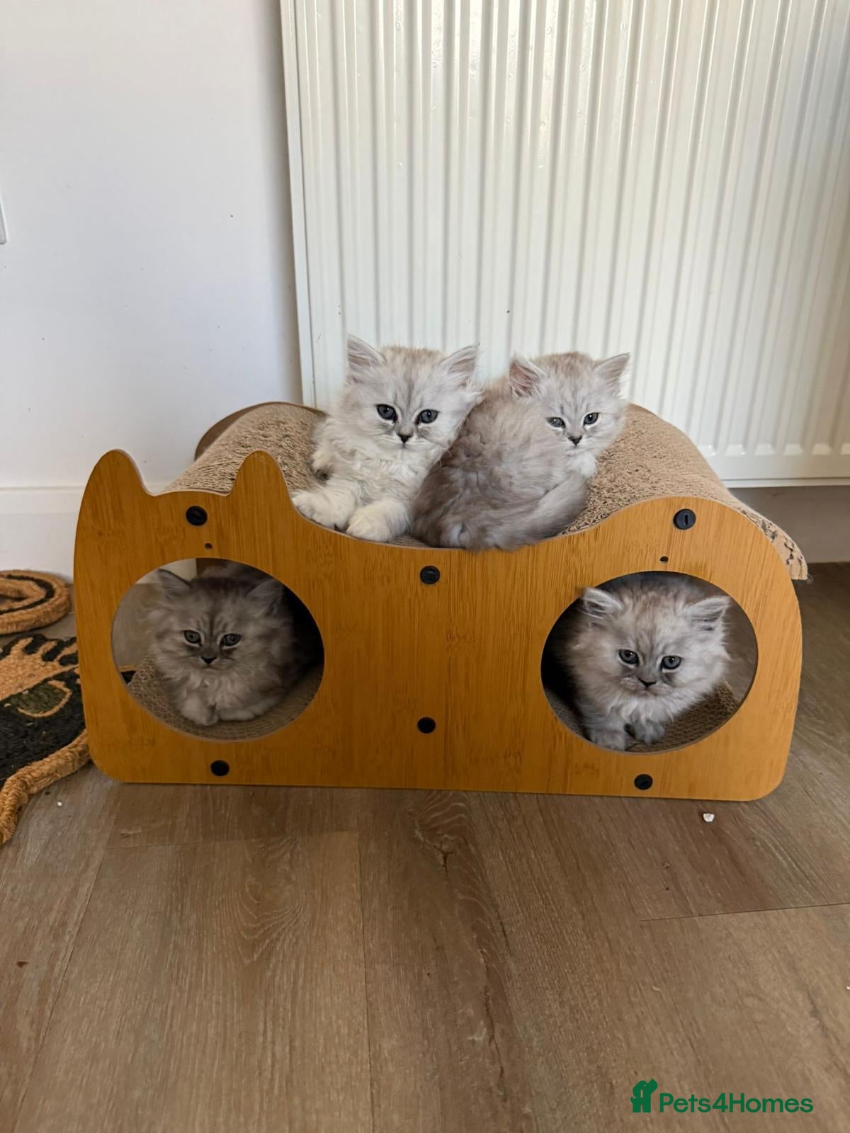 Persian cats Beautiful Persian Chinchilla Kittens – Ready Now - Advert 18