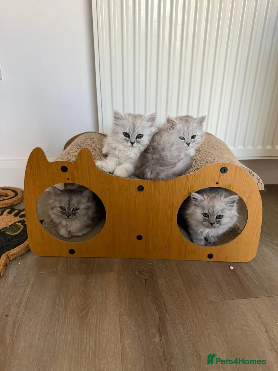 Persian cats for sale: Beautiful Persian Chinchilla Kittens – Ready Now - Advert 2