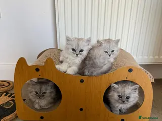 Persian cats Beautiful Persian Chinchilla Kittens – Ready Now - Advert 18
