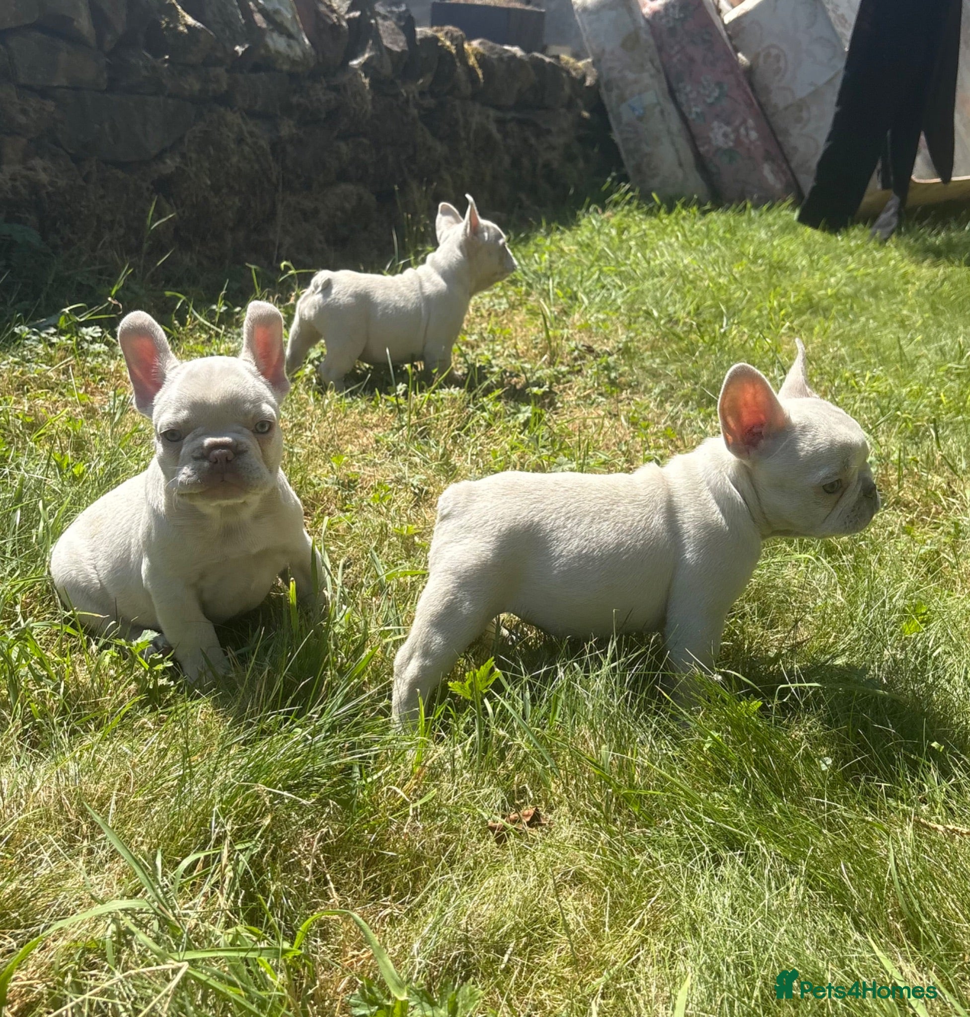 French Bulldog dogs 🔥READY NOW🔥KC registered frenchie pups❤️‍🔥 - Advert 2