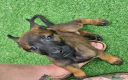 Belgian Shepherd Dog dogs for sale: Belgian malnois x Dutch sheppard puppies - Image 14