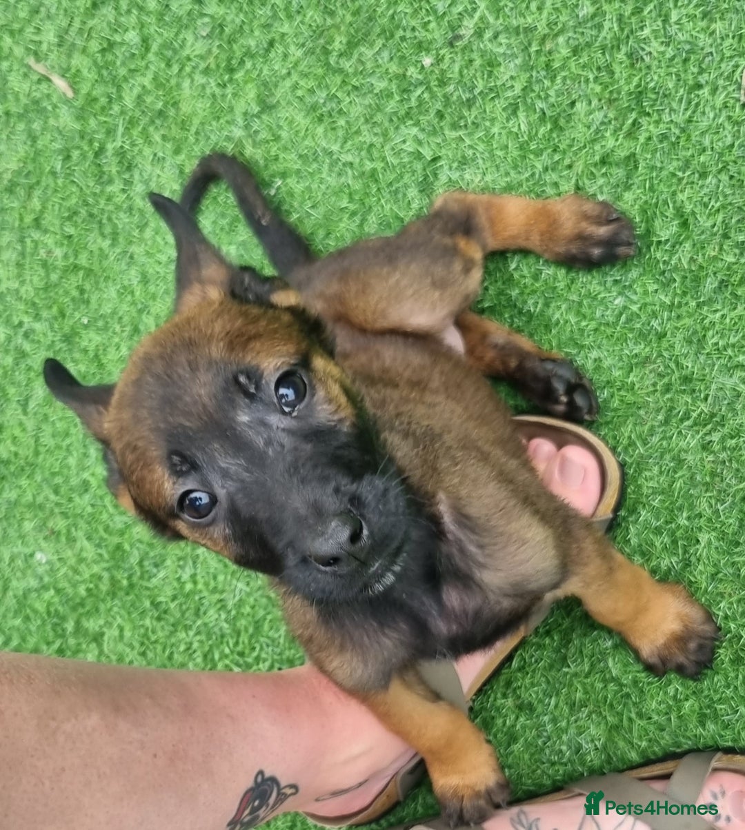 Belgian Shepherd Dog dogs for sale: Belgian malnois x Dutch sheppard puppies - Image 14