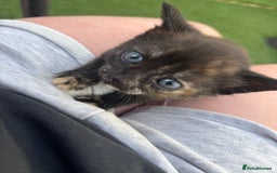Mixed Breed cats for sale: Kittens ready to leave  - Image 8