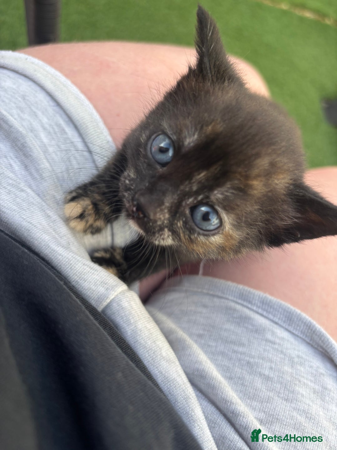 Mixed Breed cats for sale: Kittens ready to leave  - Image 8