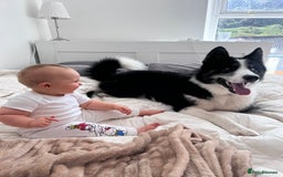 Mixed Breed dogs for sale: Meet Blu our beautiful husky/samoyed. 1 year old - Image 1