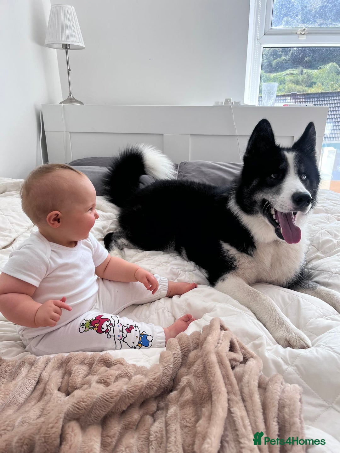 Mixed Breed dogs for sale: Meet Blu our beautiful husky/samoyed. 1 year old - Image 1