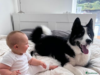 Mixed Breed dogs for sale - Advert 1