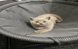 British Shorthair cats for sale: Stunning lilac BSH  - Image 11