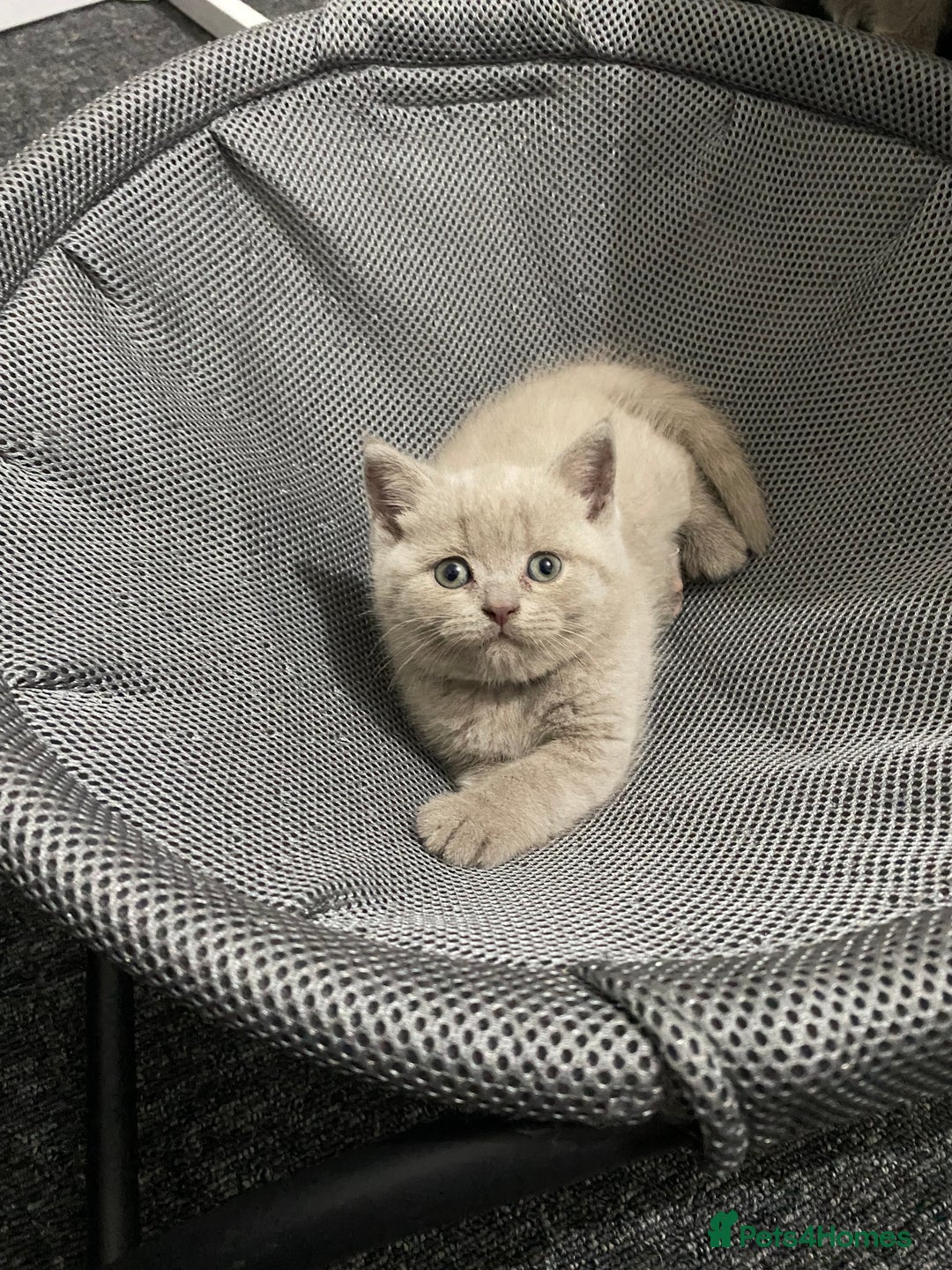 British Shorthair cats for sale: Stunning lilac BSH  - Image 11