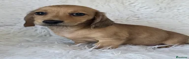Miniature Dachshund 4