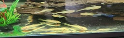 Plecos fish for sale: LEMON BLUE EYE BRISTLENOSE PLECS+2 mature female   - Advert 4