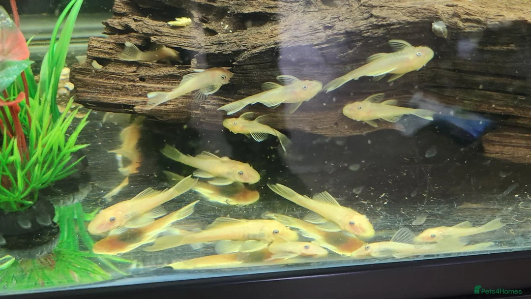 Plecos fish for sale: LEMON BLUE EYE BRISTLENOSE PLECS+2 mature female   - Advert 4