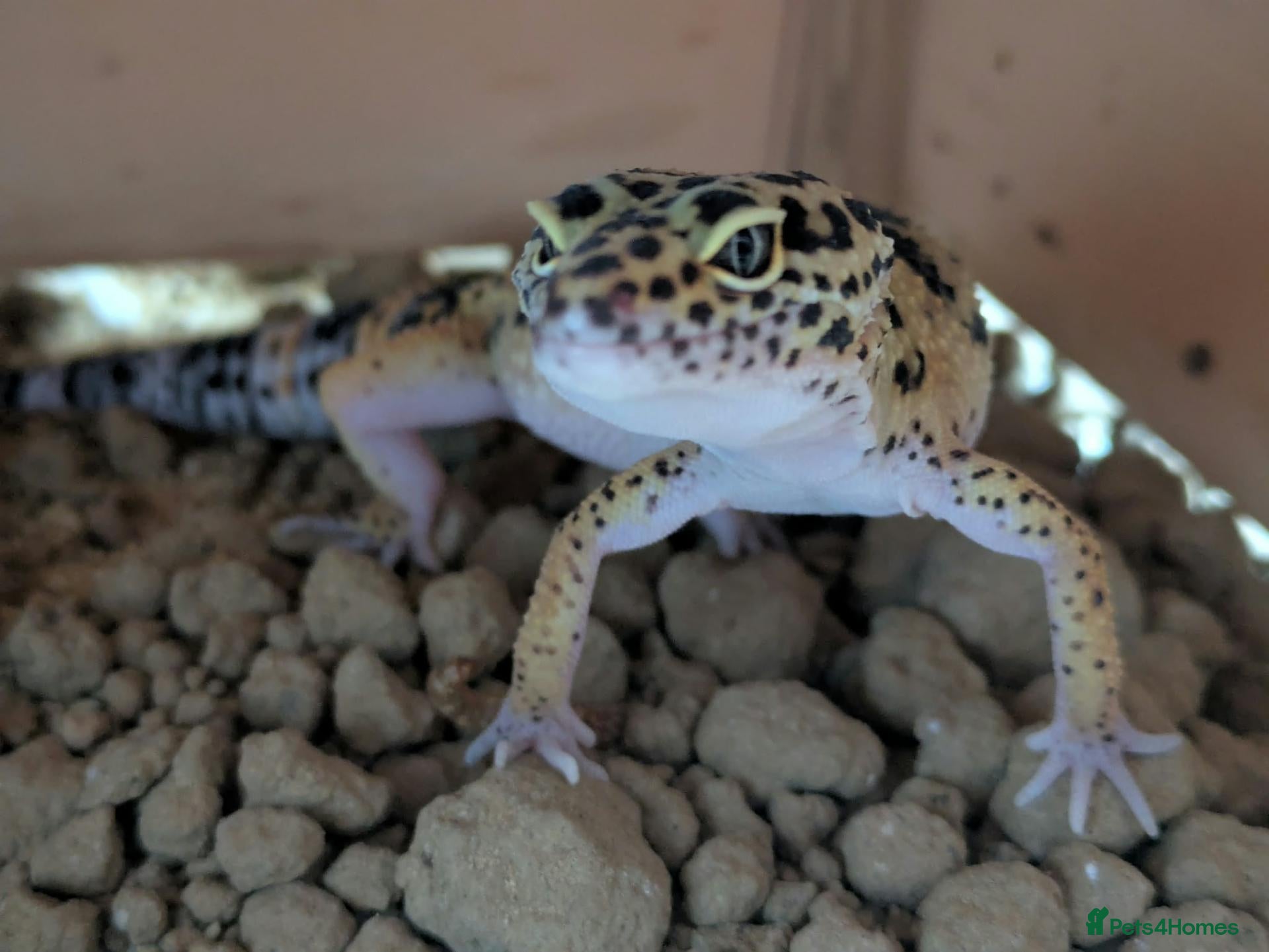 Gecko reptiles for sale: Leopard gecko - Advert 4