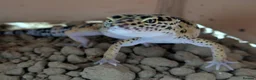 Gecko reptiles for sale: Leopard gecko in Braintree - Advert 1