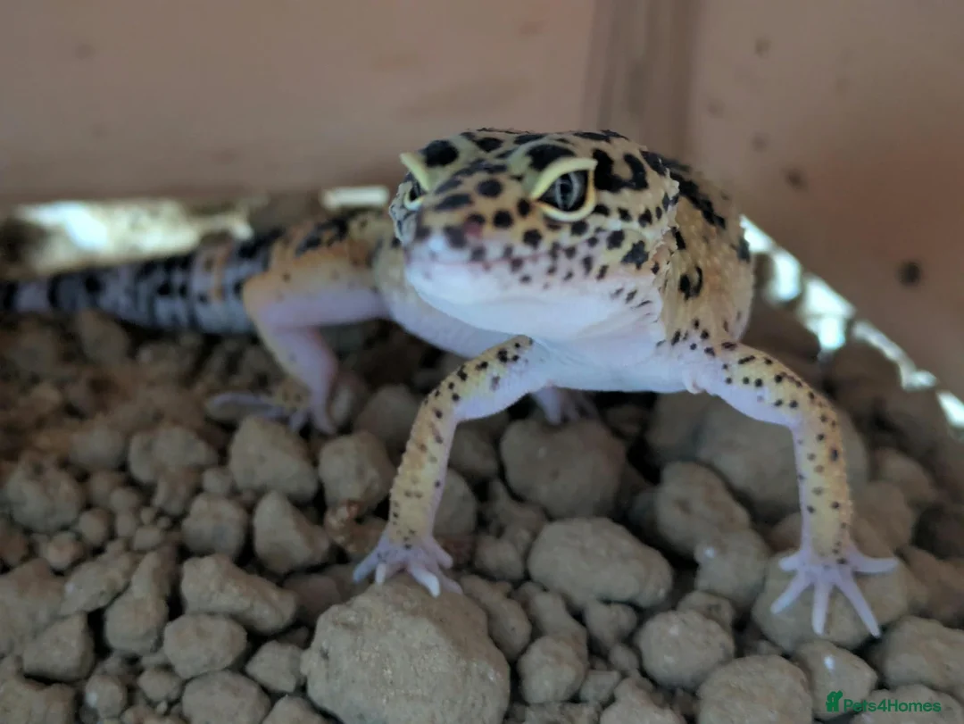 Gecko reptiles for sale: Leopard gecko in Braintree - Advert 1