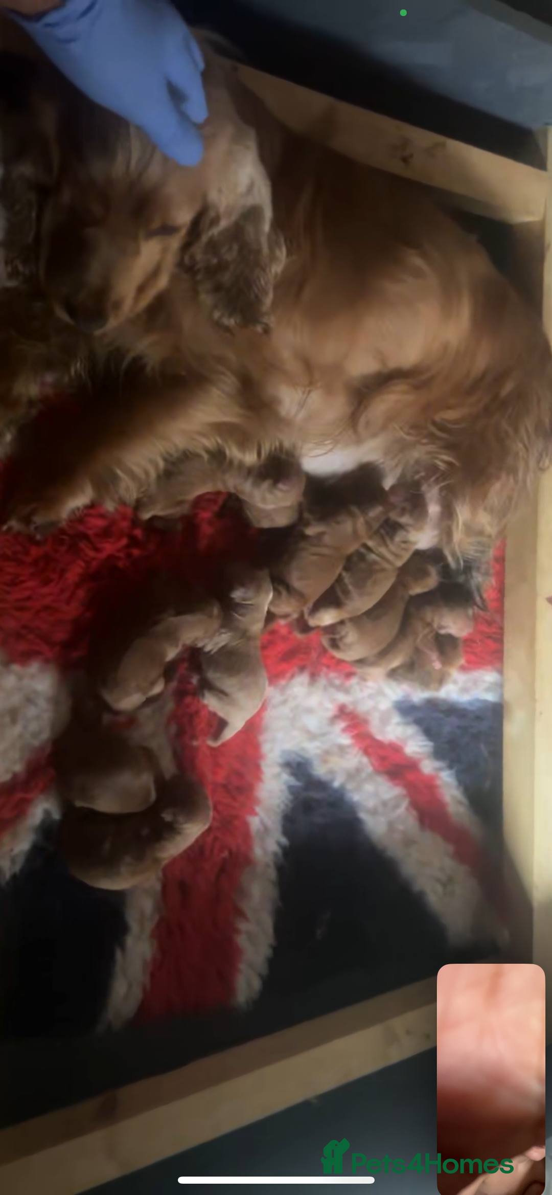 Cockapoo dogs for sale: F1 Cockapoos from health tested parents  - Image 10