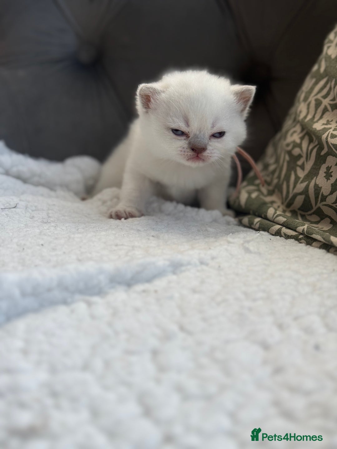 British Shorthair cats for sale: 5 lilac colour point kittens  - Advert 22