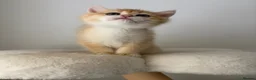 British Shorthair cats for sale: Beautiful Golden Chinchilla BSH Ny12 & Ny25 Girl - Advert 12