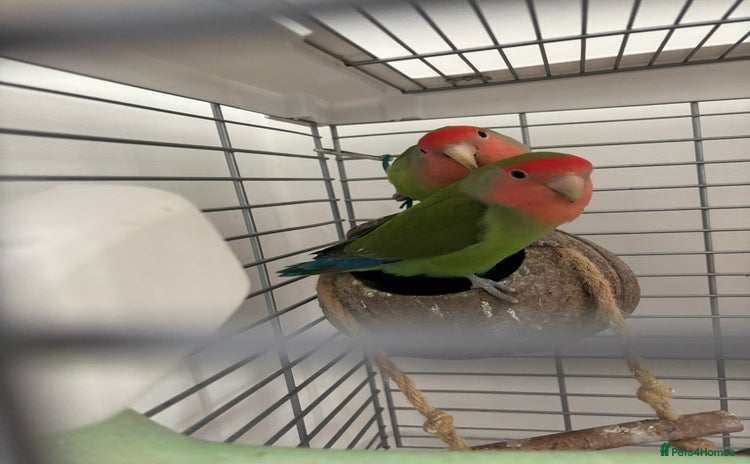 Lovebirds birds - Advert 5